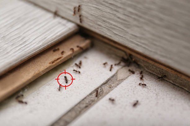 Pest Prevention Services in Willow Springs, MO