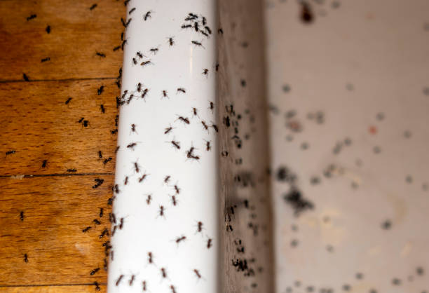 Best Wasp Removal Services  in Willow Springs, MO