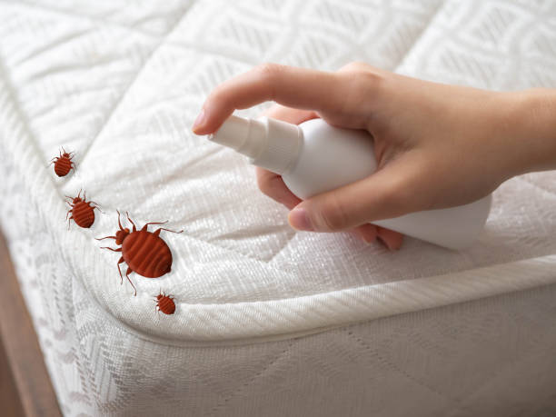 Best Emergency Pest Control  in Willow Springs, MO