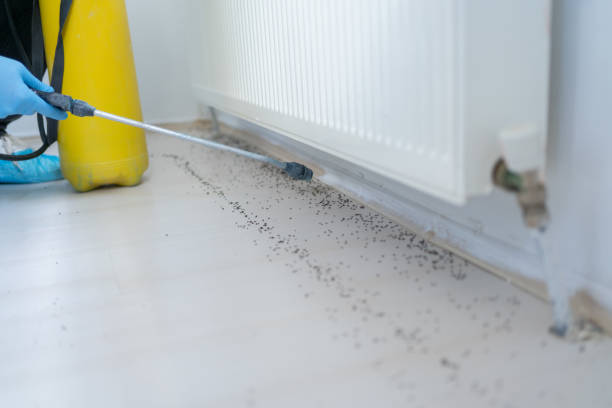 Reliable Willow Springs, MO Pest Control Solutions