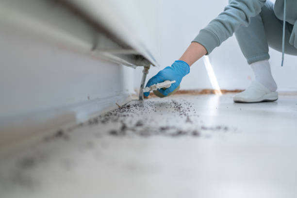 Best Insect Control  in Willow Springs, MO